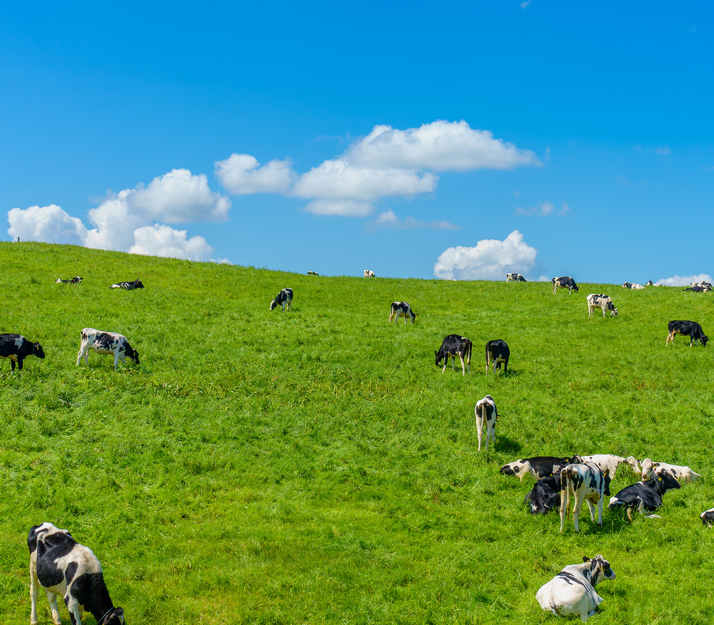 牧草地の整備 - 株式会社ホッカイ